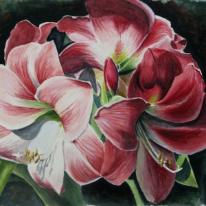 Amaryllis in the Morning