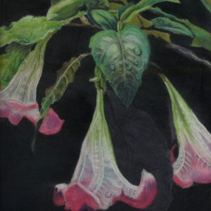 Angel Trumpets