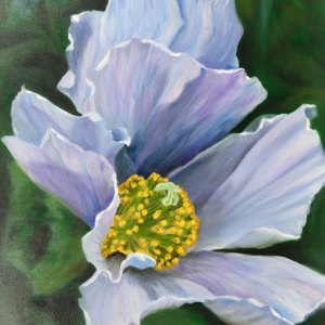Blue-Poppy-24x36-oil