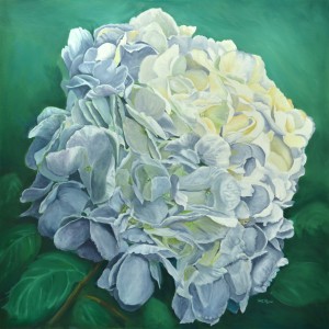 Hydrangea