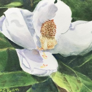 Magnolia