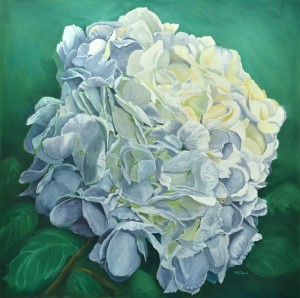 Hydrangea